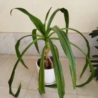 گل‌های آپارتمانی زیبا و شاداب|گل و گیاه طبیعی|صدرا-فارس, فاز ۱|دیوار