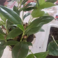 گل  طبیعی  خوش رنگ قیمت دانه ۲۰۰ هزار ت