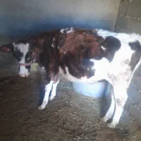 گوساله چاق هم برای کشت وداشت