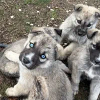 هاسکی نر سه ماهه