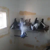 کفتر|پرنده|مشهد, محمدآباد|دیوار