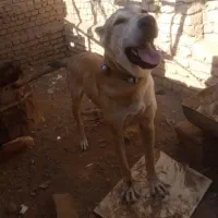 توله سرابی
