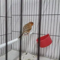 قناری شتری مست|پرنده|مرودشت, بیست متری بیمارستان|دیوار