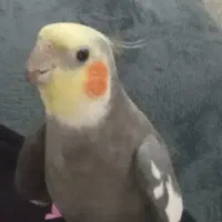 گم شده درگهان محله قبله سه برکه