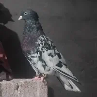 کله ای نر دمسفید ماده|پرنده|مسجد سلیمان, |دیوار