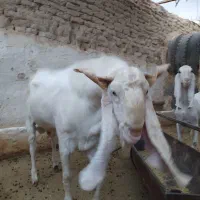 تکه کل نژاد گلابی|حیوانات مزرعه|شریفآباد, |دیوار