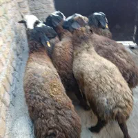 20راس شیشک آبستن و بره دار