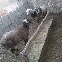 بره نر|حیوانات مزرعه|لنده, |دیوار