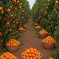 فروش سردرختی نارنگی و پرتقال خونه درجه ۱