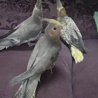 فروش عروس هلندی|پرنده|بابل, |دیوار