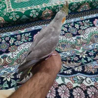 عروس هلندی