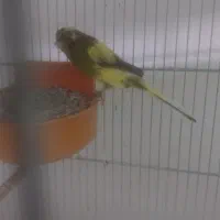 یه جفت قناری رسمی بلند