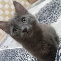 بچه گربه ۲ ماهه راشن بلو نرو ماده