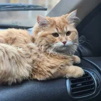 گربه پرشین نارنجی