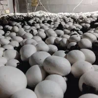 قارچ دکمه ای درجه یک|خوردنی و آشامیدنی|شیراز, شهرک صدا و سیما|دیوار