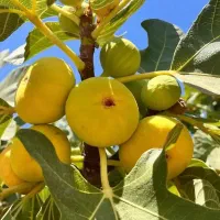 نهال انجیر|گل و گیاه طبیعی|خرقان, |دیوار