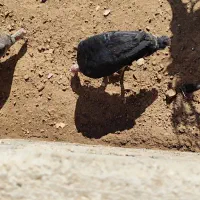 پرنده|پرنده|چاروسا, |دیوار