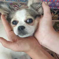 سگ گمشده|سگ|نوشهر, |دیوار