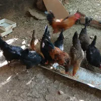 مرغ
