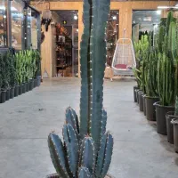 دنیای کاکتوس مسقیم از گلخانه