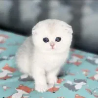 دنیای گربه در تمامی نژاد ها(پرشین اسکاتیش بریتیش)