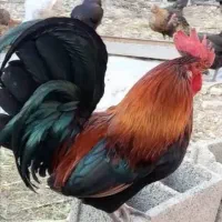 مرغ و خروس