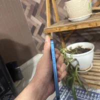 Iphone 13|موبایل|آشخانه, |دیوار