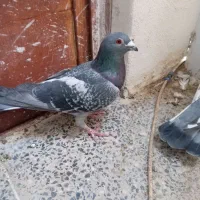 دوجفت نرو ماده پلاکی اصل