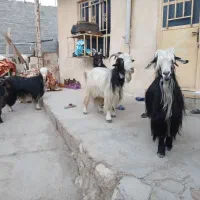 بز گوون