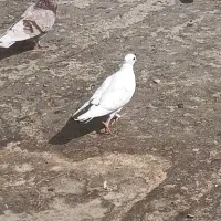 کفتر|پرنده|اصفهان, فجر|دیوار