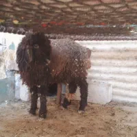 بره ماده چاق بیگ شیری