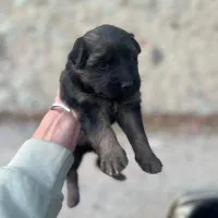 سگ ژرمن اصل|سگ|تهران, تهرانپارس جنوبی|دیوار