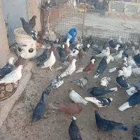 کبوترساعتی