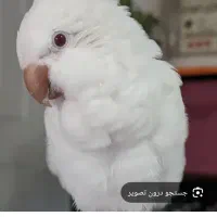 فروش دوعدد طوطی راهب