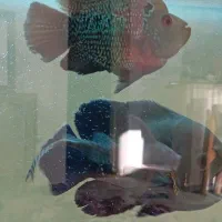 فلاور باکس|ماهی|سنندج, |دیوار