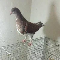 کفتر|پرنده|شیراز, تندگویان|دیوار