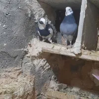 شازده نر کاکلی ماده بی کاکل|پرنده|قم, علی آباد|دیوار