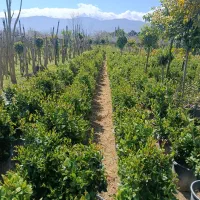 فروش گل وگیاه یاس