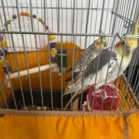 عروس هلندی نروماده تخم گذار