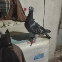 کبوتر کلون گمشده دم وبال نداره عکس نمایش