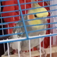 گمشده.پرنده عروس هلندی