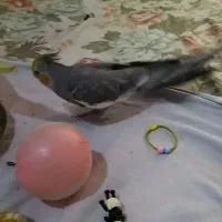 عروس هلندی گمشده|حیوانات|اراک, |دیوار