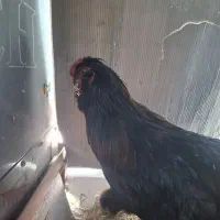 خروس سرحال معاوضه با مرغ