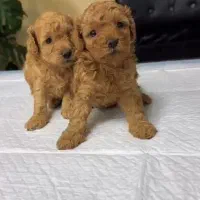 سگ و گربه آپارتمانی توی پودل ، پامرانین شیتزو خالص|سگ|تبریز, |دیوار