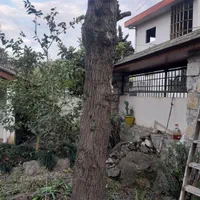 قطع وهرس درخت با اره موتور، فروش چوب گردو|خدمات باغبانی و درختکاری|چالوس, |دیوار