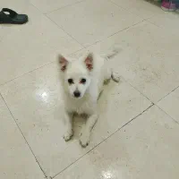 سگ پامرانین