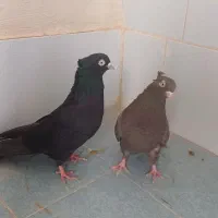 پرنده  زاغ آبادانی