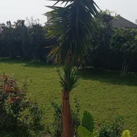 درختچه یوکا