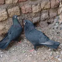 کفتر زاغ بمی