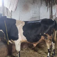 گاو نره دورگ